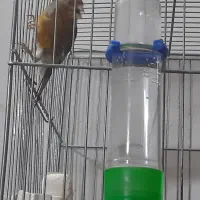 قناری نر توسرخ|پرنده|بروجرد, |دیوار