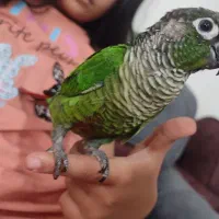 طوطی گرینچیک|پرنده|قائم‌شهر, |دیوار