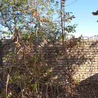 نهال گردویاصلاح شده ایرانی و ترکیه با قیمت مناسب|خدمات باغبانی و درختکاری|خوی, |دیوار