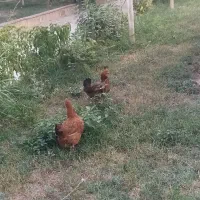 دو عدد مرغ تخمی جوان