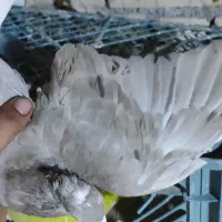 کوهی دمسفید کرم|پرنده|کرخه, |دیوار