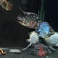 ماهی فلاور کوتوله (باکس)|ماهی|تهران, ابوذر|دیوار