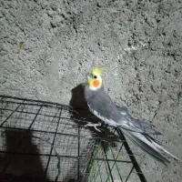 عروس