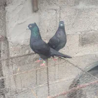 کبوتر پرشی|پرنده|رشت, چله خانه|دیوار