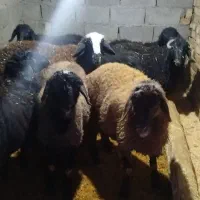 بره نرفروشی