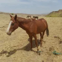 اسب مادیون