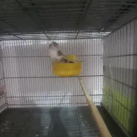 قناری گلاستر