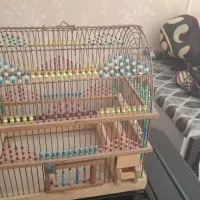 قفس