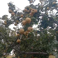 فروش به