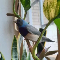 فنج گلدین|پرنده|اردبیل, |دیوار