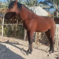 اسب نر مسابقه