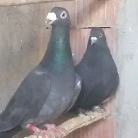 ستا‌نر‌سوراخ‌