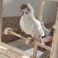 کبوتر کاکولی|پرنده|قزوین, |دیوار