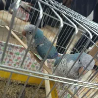 راهب مولد کار داده