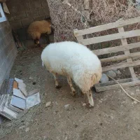 فروش قوچ نر