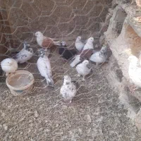 کبوتر