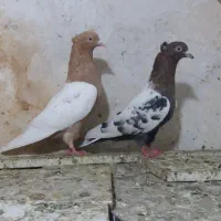 کفتر پرشی سینه سرخ سینه زرد مشکی کله سیاه