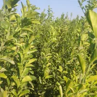 فروش انواع نهال مرکبات|خدمات باغبانی و درختکاری|عنبرآباد, |دیوار