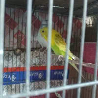 مرغ عشق خوشکل و بخون