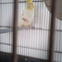 عروس هلندی نر|پرنده|زاهدان, |دیوار