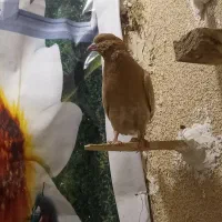 کفتر سبز نر و یک سوسکی زرد نر