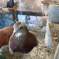 کبوتر|پرنده|اشنویه, |دیوار