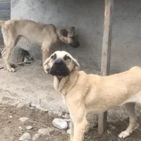 سگ سرابی