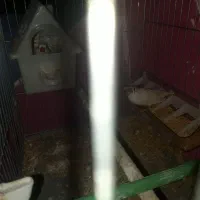 فنچ