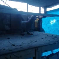 کبوتر مسافتی.  عالی|پرنده|محمدشهر, محمدشهر|دیوار