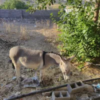 الاغ