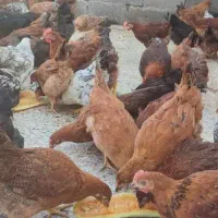 مرغ و خروس محلی|حیوانات مزرعه|بهبهان, |دیوار