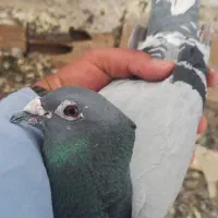 دوتا نر سبز دم علت مکس نر