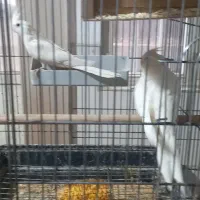 یک جفت مرغ عروس البینو