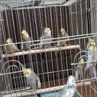 عروس هلندی سالم و سرحال به شرط