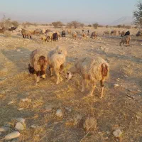 ۵۸راس شیشک میش ترکی بختیاری آبستن