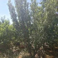 باغ ۸۵۰۰ متری تهاتر با آپارتمان و ماشین|فروش زمین و ملک کلنگی|رباط‌کریم, منجیل آباد|دیوار