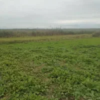 14942متر زمین کشاورزی تسطیح نشده350|فروش زمین و ملک کلنگی|رضوانشهر, |دیوار