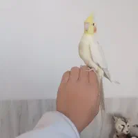 عروس هلندی نر ۶ ماهه