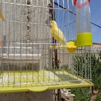 قناری نر|پرنده|بابا حیدر, |دیوار