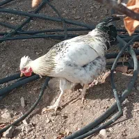 تعدادی خروس خاص و تک|حیوانات مزرعه|زنجان, |دیوار