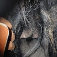 بزگله،داری، دوقلو حامله|حیوانات مزرعه|باغ ملک, |دیوار