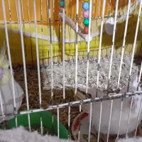 ۲عدد عروس هلندی