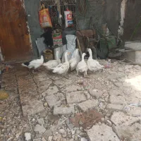 غاز کردی