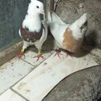 کبوتر|پرنده|رودان, |دیوار