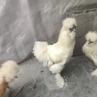 معاوضه خروس با مرغ ابریشمی