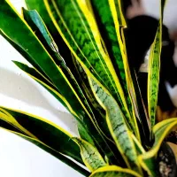 گلهای آپارتمانی بنسای، تراریوم، سانسوریا|گل و گیاه طبیعی|شیراز, هفت تنان|دیوار