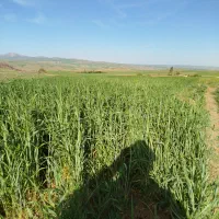 7کیسه زمین کشاورزی|فروش زمین و ملک کلنگی|حسین آباد, |دیوار