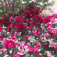 گل گیاه نهال