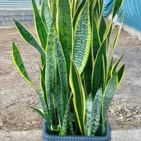 سانسوریا ابلق جعبه، 30 در 30