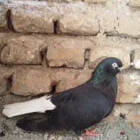 کبوتر رنگه ارزان